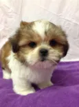 lupy