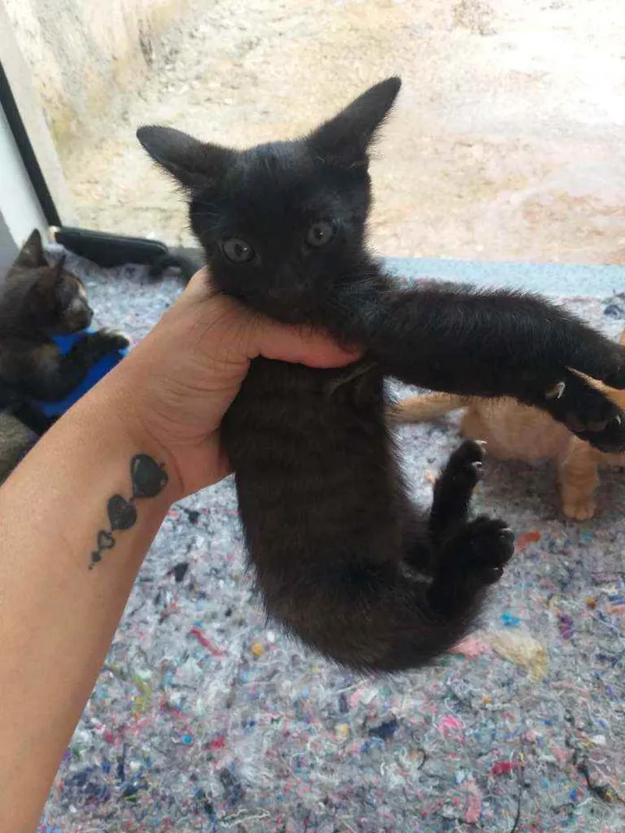 Gato ra a Vira latas idade Abaixo de 2 meses nome Sem nome