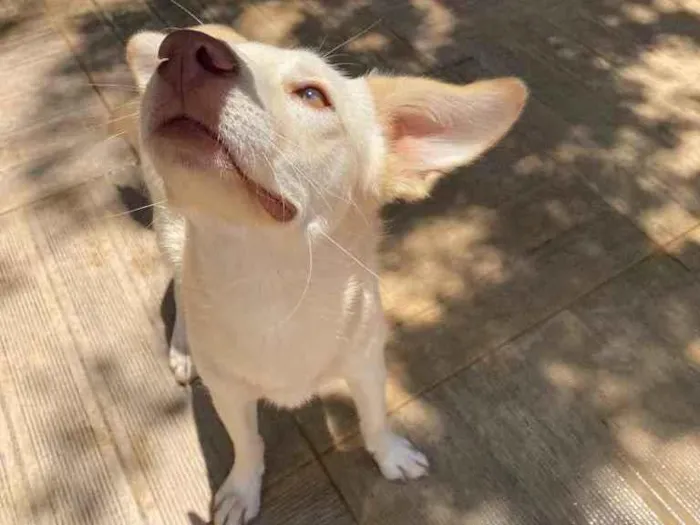 Cachorro ra a Sem definição  idade 7 a 11 meses nome Mel