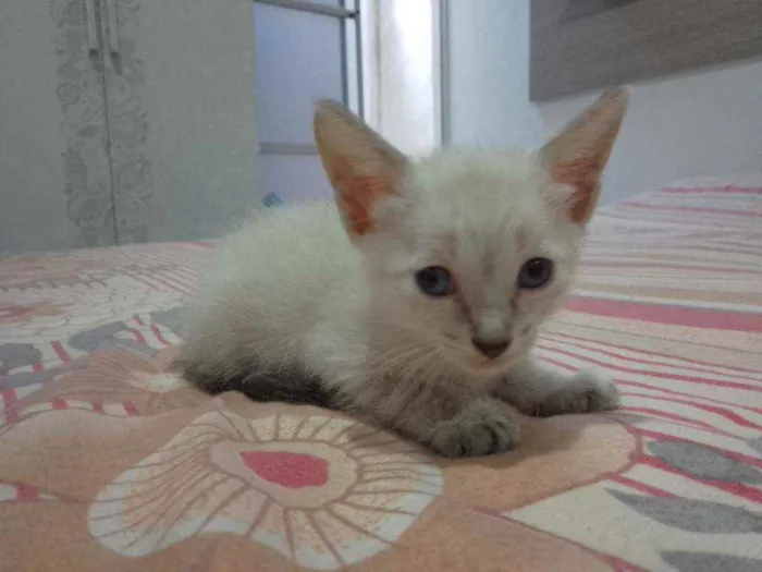 Gato raça Sem raça definida idade 2 a 6 meses nome Sem nome filhotes