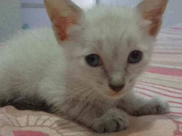 Gato raça Sem raça definida idade 2 a 6 meses nome Sem nome filhotes