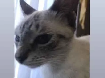 Gato ra a Não sei  idade  nome Fina e Macabra 