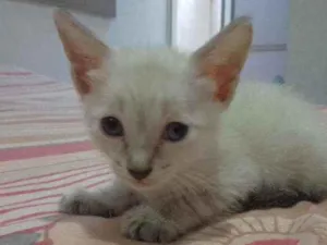 Gato raça Sem raça definida idade 2 a 6 meses nome Sem nome filhotes