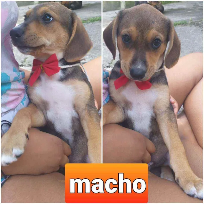 Cachorro ra a indefinida idade 2 a 6 meses nome Thor