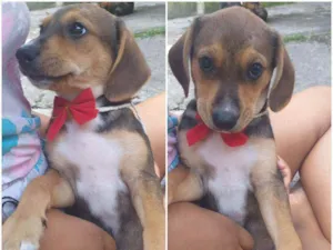 Cachorro raça indefinida idade 2 a 6 meses nome Thor