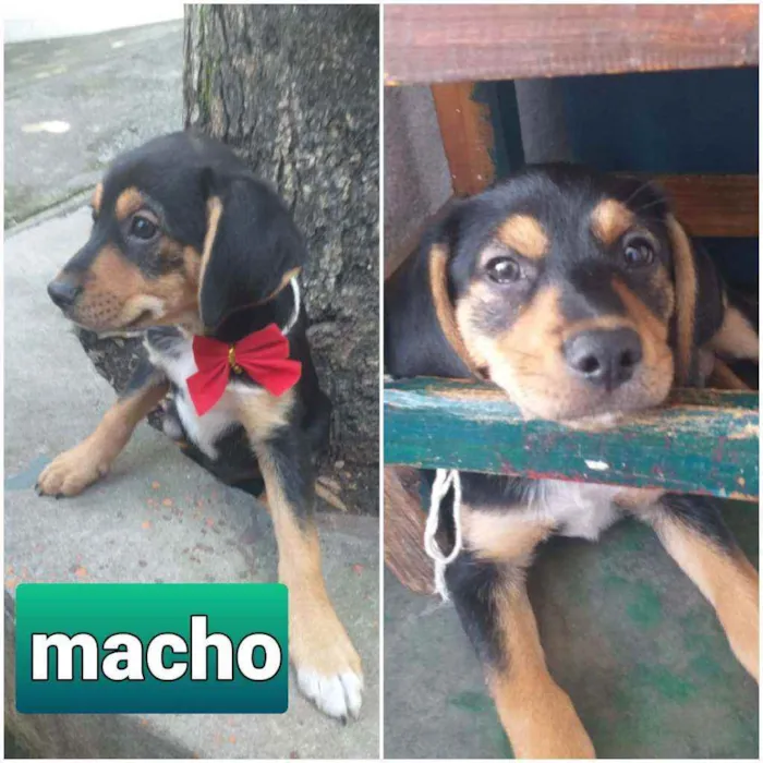 Cachorro ra a Indeterminada idade 2 a 6 meses nome BAD