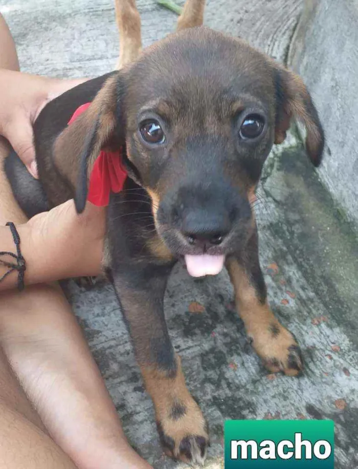 Cachorro ra a indefinida idade 2 a 6 meses nome CURINGA