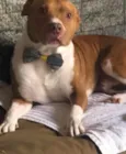 Cachorro raça Pitbull idade 2 anos nome Hércules