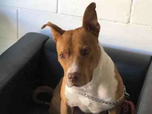 Cachorro raça Pitbull idade 2 anos nome Hércules