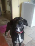 Catarina