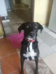 Catarina