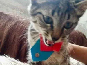 Gato raça Srd idade 2 a 6 meses nome Tutti bebê lindo 