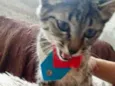 Gato raça Srd idade 2 a 6 meses nome Tutti bebê lindo 