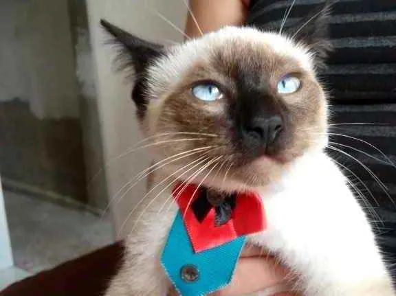 Gato raça Siamês  idade 2 a 6 meses nome Lulli bebê lindo 