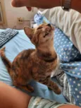 PIPA