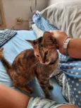 PIPA