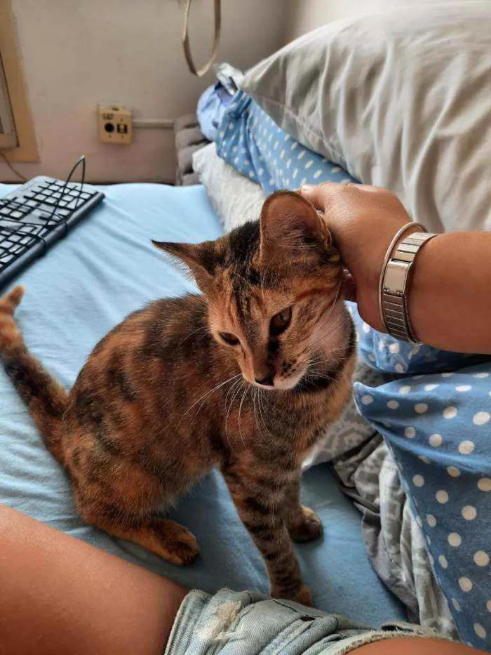 Gato ra a SRD idade 2 a 6 meses nome PIPA
