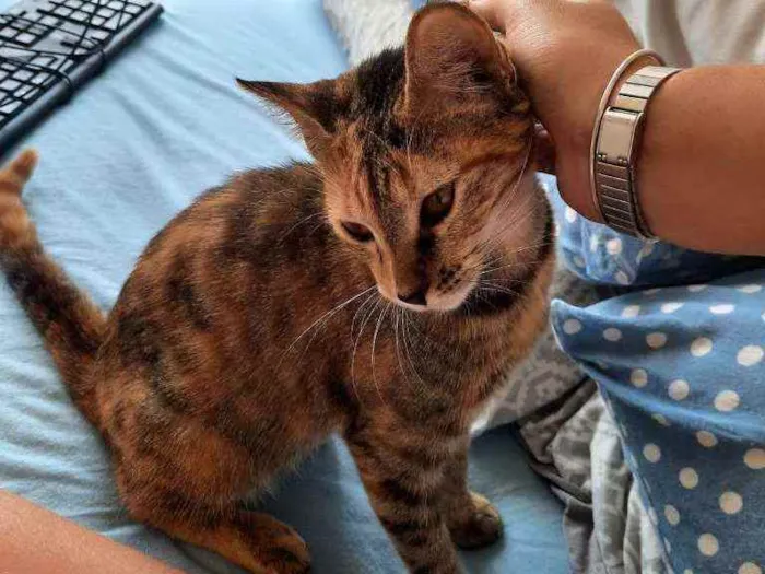 Gato ra a SRD idade 2 a 6 meses nome PIPA