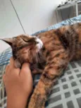 PIPA