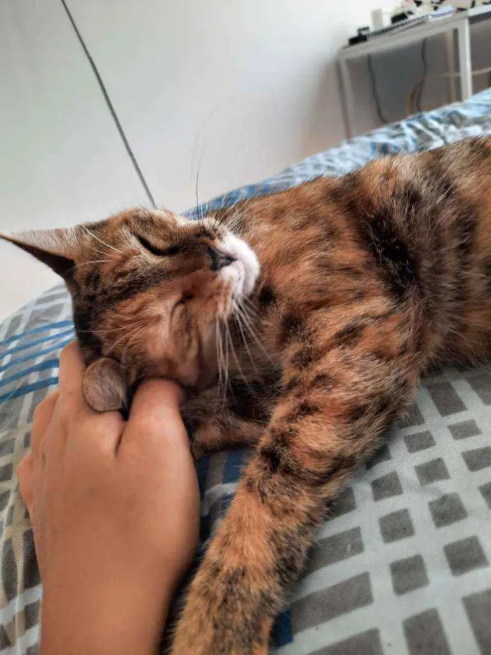 Gato ra a SRD idade 2 a 6 meses nome PIPA