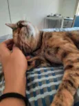 PIPA