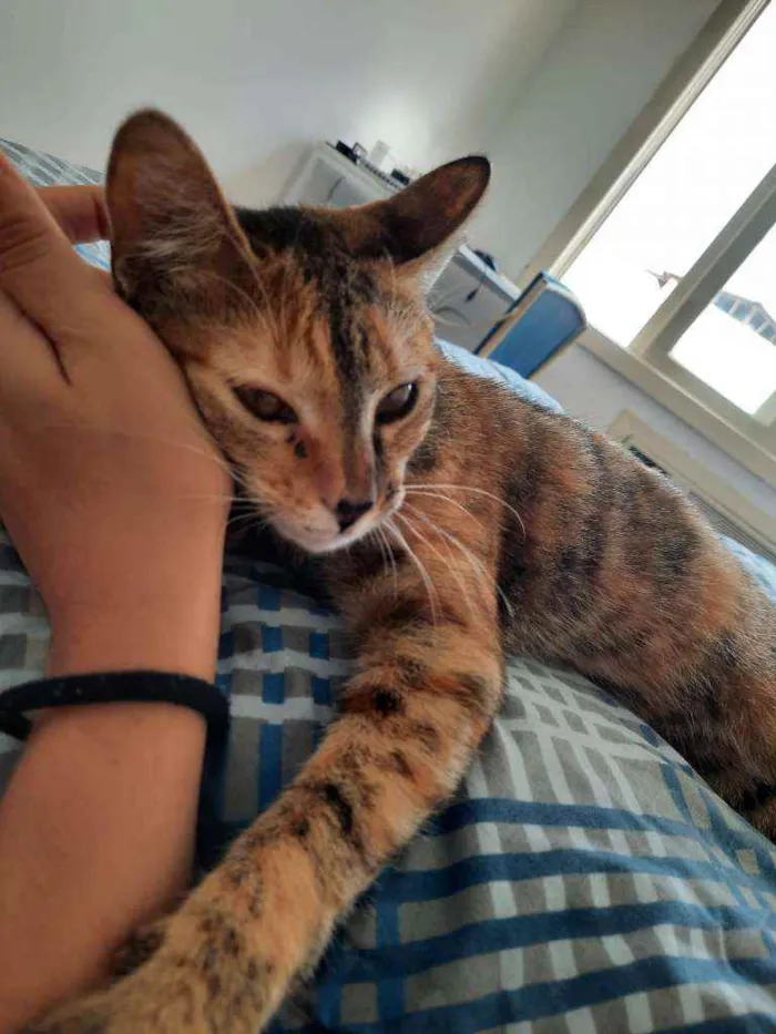 Gato ra a SRD idade 2 a 6 meses nome PIPA