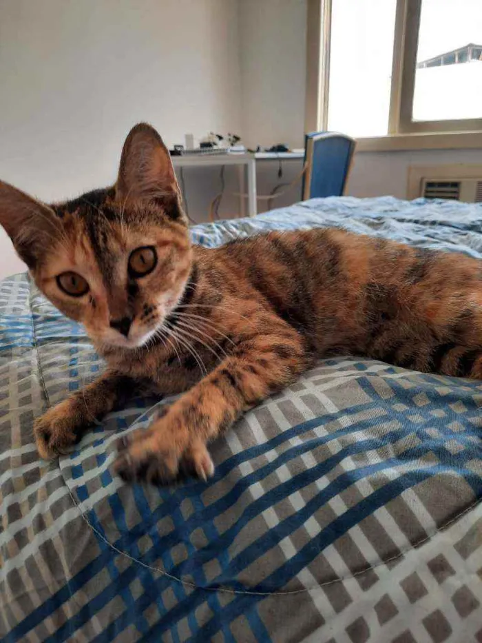 Gato ra a SRD idade 2 a 6 meses nome PIPA