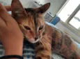 PIPA