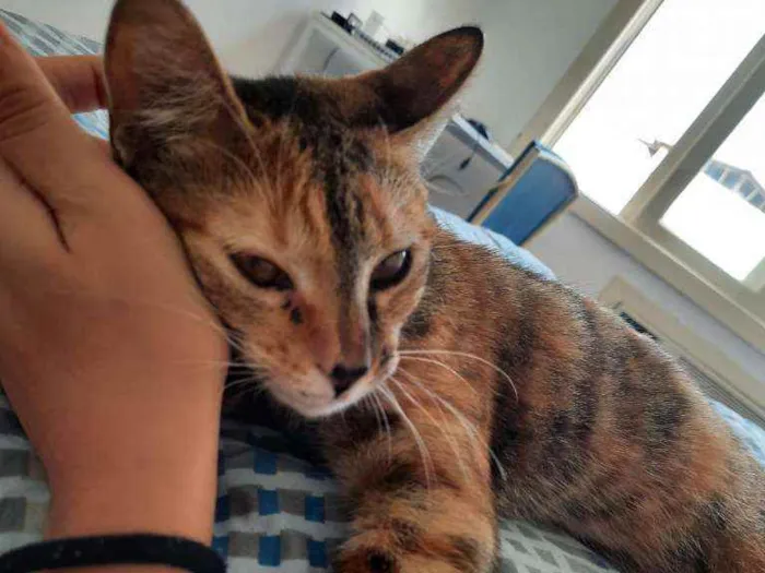 Gato ra a SRD idade 2 a 6 meses nome PIPA