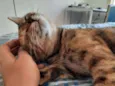 PIPA