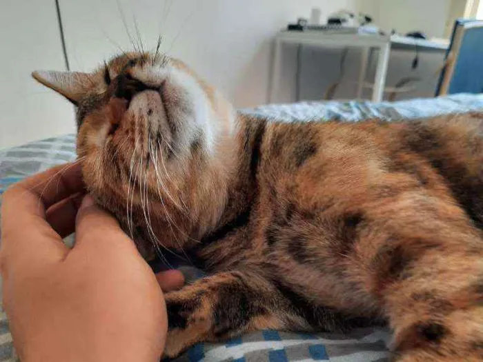 Gato ra a SRD idade 2 a 6 meses nome PIPA