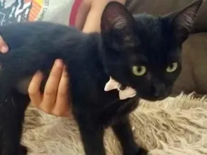 Gato raça Srd idade 2 a 6 meses nome Chocolat bb linda 