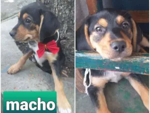 Cachorro raça Indeterminada idade 2 a 6 meses nome BAD