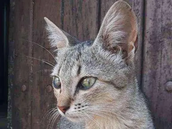 Gato ra a Sem raça  idade 2 a 6 meses nome Mel