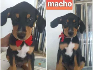 Cachorro raça indefinida idade 2 a 6 meses nome BALLY