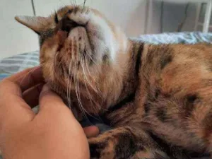 Gato raça SRD idade 2 a 6 meses nome PIPA