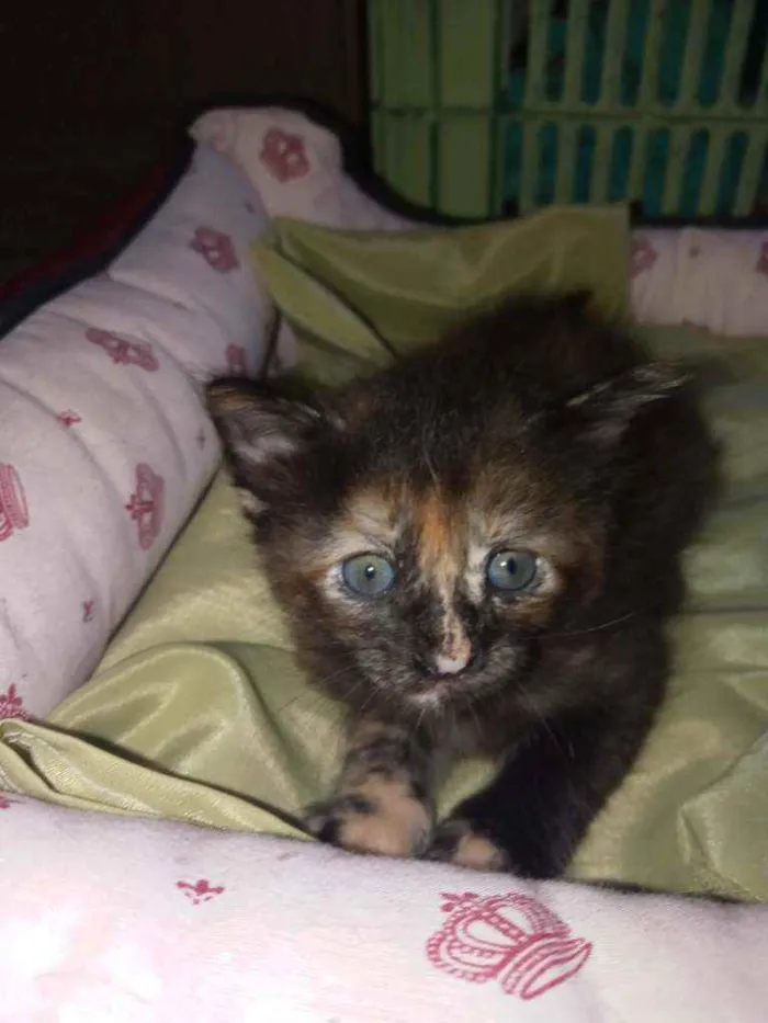 Gato raça  idade Abaixo de 2 meses nome Ainda não tem nome