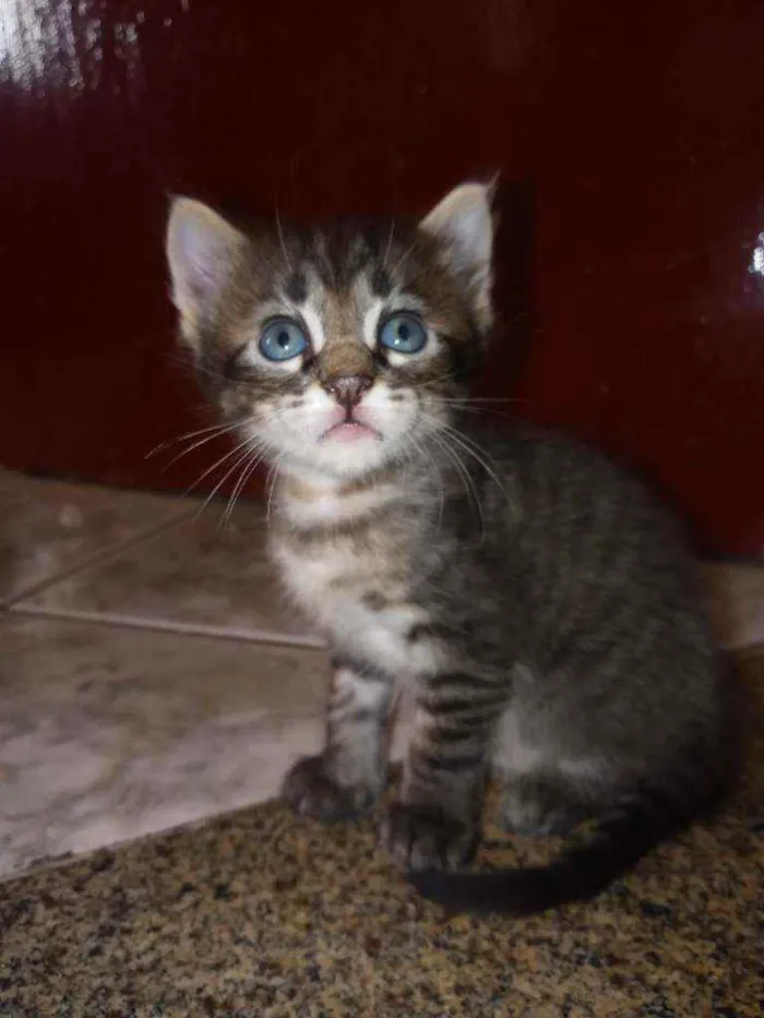 Gato raça  idade Abaixo de 2 meses nome Ainda não tem nome