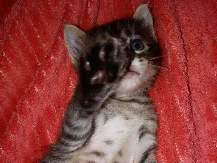 Gato raça  idade Abaixo de 2 meses nome Ainda não tem nome