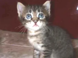Gato raça  idade Abaixo de 2 meses nome Ainda não tem nome