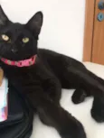 Gato raça SRD idade 2 a 6 meses nome Selina
