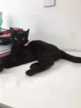 Gato raça SRD idade 2 a 6 meses nome Selina