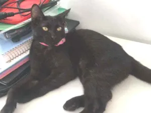 Gato raça SRD idade 2 a 6 meses nome Selina