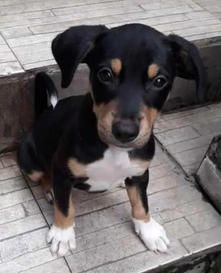 Cachorro ra a Srd idade 2 a 6 meses nome Bob