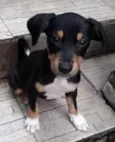 Bob
