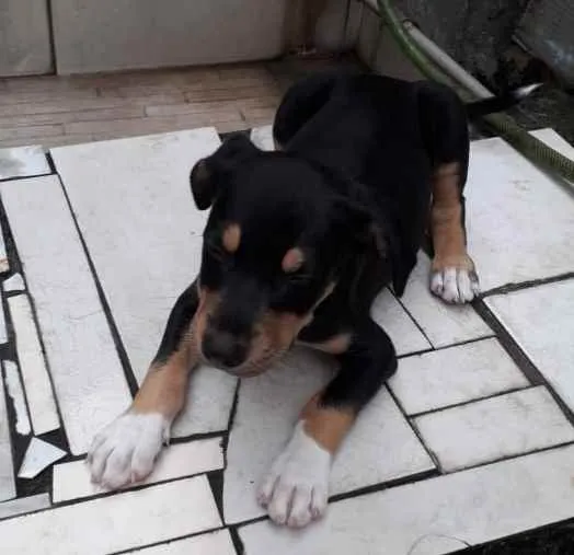 Cachorro ra a Srd idade 2 a 6 meses nome Bob