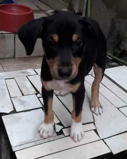 Cachorro ra a Srd idade 2 a 6 meses nome Bob