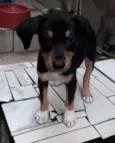Bob