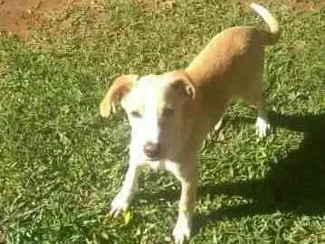 Cachorro ra a Vira Lata idade 7 a 11 meses nome Totó