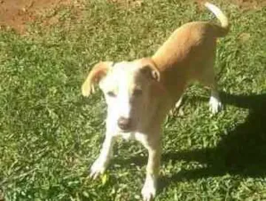 Cachorro raça Vira Lata idade 7 a 11 meses nome Totó